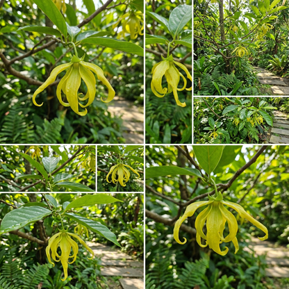 Fragrant Cananga Odorata Seeds for Planting