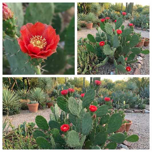 Red Opuntia Ficus Indica Fruit Planting - Seeds for Delicious Cactus Fruits in Your Garden