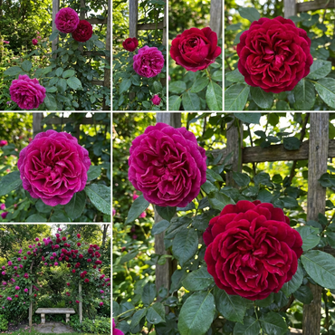 Dunkelrosa Lonza Edelrosen-Blumensamen zum Pflanzen