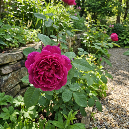 Dunkelrosa Lonza Edelrosen-Blumensamen zum Pflanzen