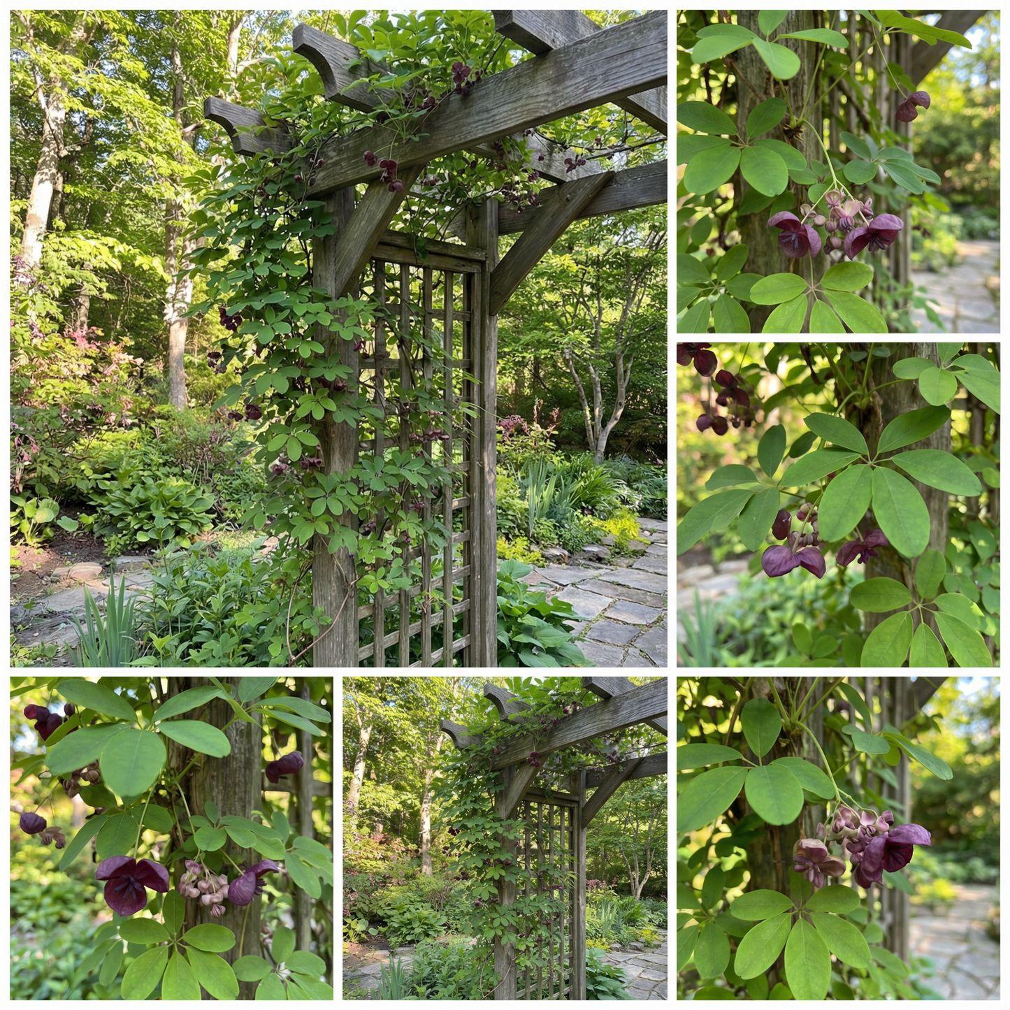 Akebia Quinata Blumensamen zum Pflanzen - Einzigartige Sorte