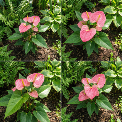 Pink Anthurium Seeds for Hydroponic Planting