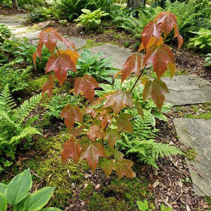 Unique Buergeriana Flower Seeds for Planting