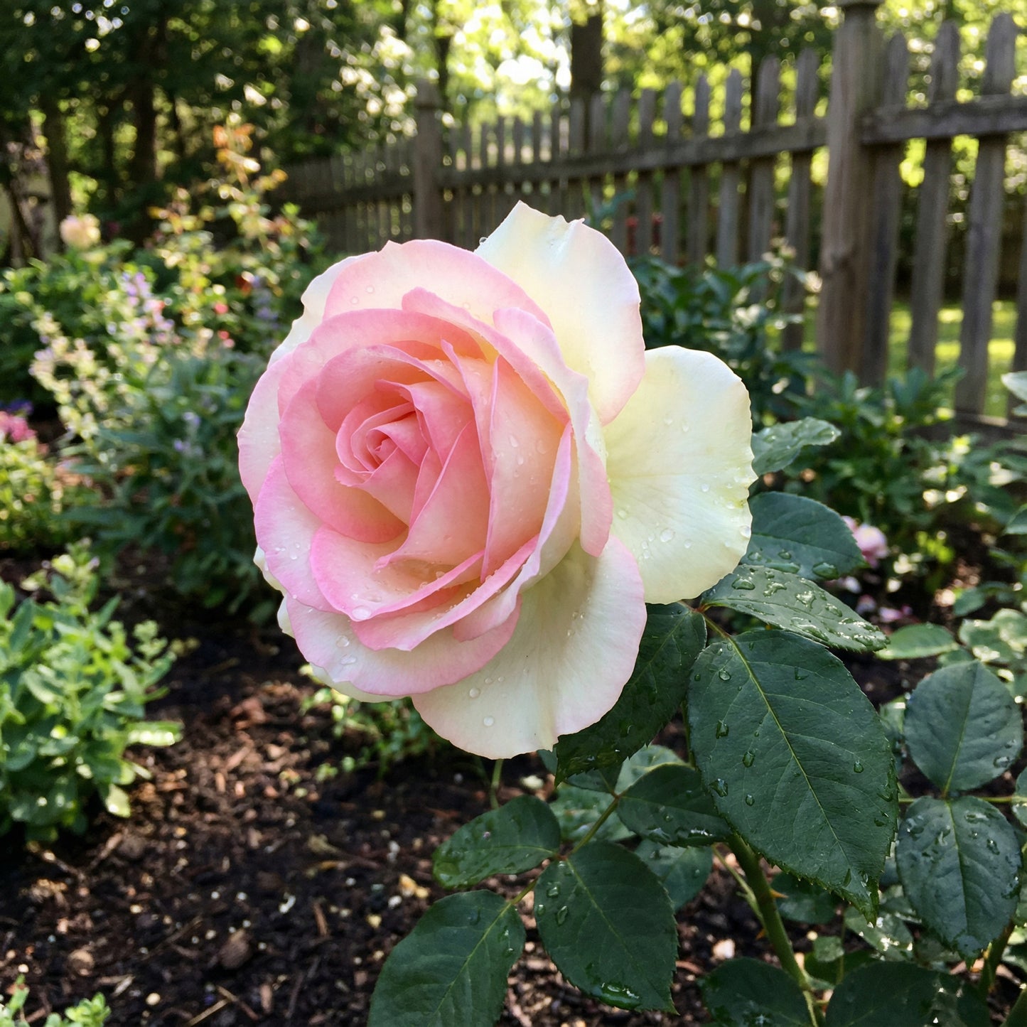 Elegante rosa-weiße Rosenblumensamen – Perfekt für lebendige Gärten