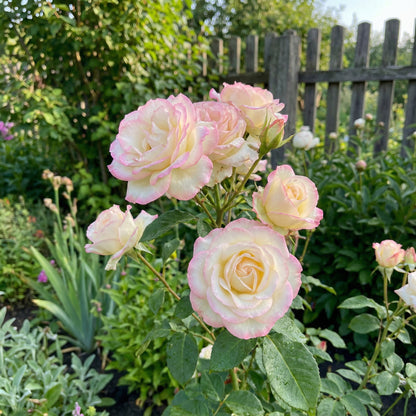 Elegante rosa-weiße Rosenblumensamen – Perfekt für lebendige Gärten