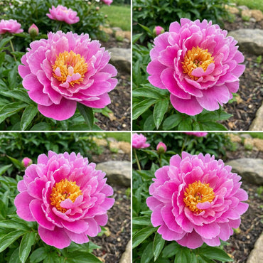 Transform Your Garden with Vibrant Walter Mains Flower Seeds for Planting in Pink and Yellow