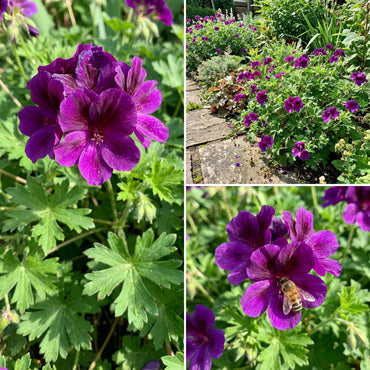 Geranium Pelargonium Flower Seeds - Vibrant Purple for Stunning Planting