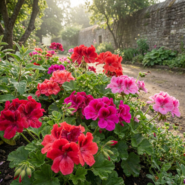 Vibrant Geranium Seeds for Planting: Perennial Pelargonium Peltatum for Soothing Gardens