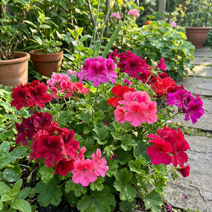 Vibrant Geranium Seeds for Planting: Perennial Pelargonium Peltatum for Soothing Gardens