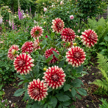 Dahlia Flower Seeds for Planting: Vibrant Red & Soothing White