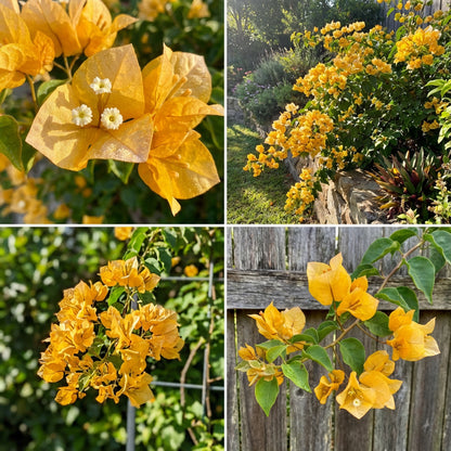 Strahlend Gelbe Bougainvillea Blumensamen: Verwandeln Sie Ihren Garten in ein Tropenparadies mit Lebhaften Blüten und Üppigem Grün