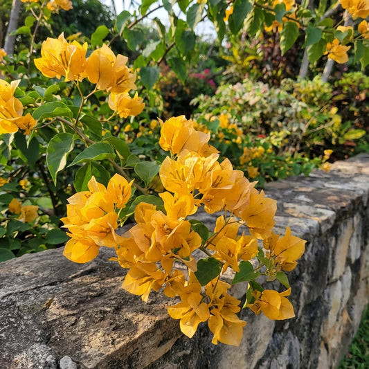 Yellow Bougainvillea Flower seeds for Planting - Pollinator Friendly, Heirloom & GMO Free Seeds for Home Garden