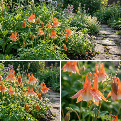 Vibrant Aquilegia Flower Seeds in Orange and White for Striking Displays
