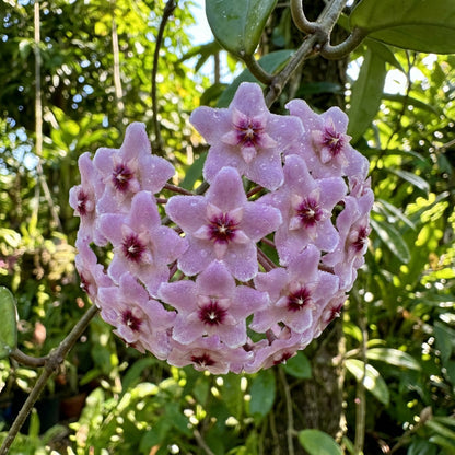 Hoya Carnosa Flower Seeds for Planting: Light Purple Blooms for Striking Gardens