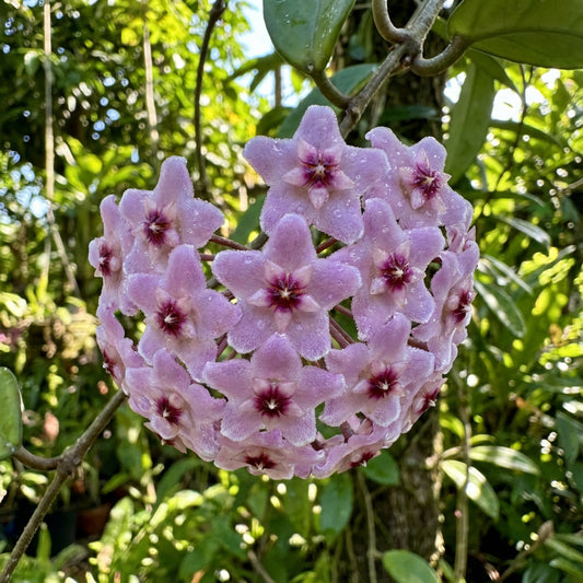 Hoya Carnosa Flower Seeds for Planting: Light Purple Blooms for Striking Gardens