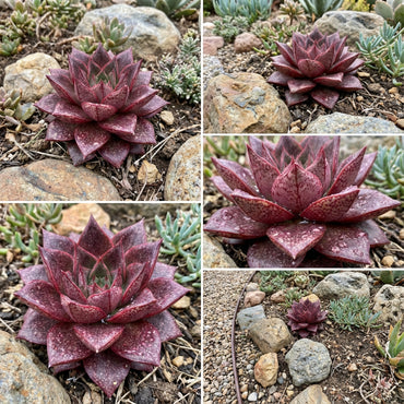 Echeveria Purpusorum Seeds for Planting Light Red - Exotic Elegance for Captivating Gardens