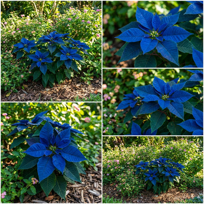 Colorful Charm with Blue Poinsettia Plant Seeds for Unique Planting