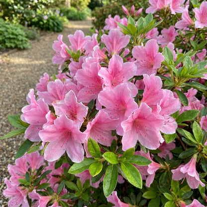 Plant Pink Azalea Flower Seeds for Elegant and Colorful Displays