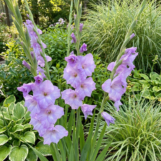 Vibrant Light Violet Gladiolus Flower Seeds for Planting