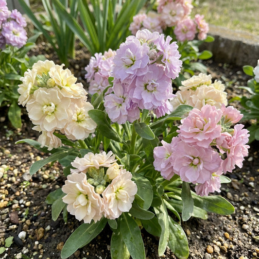 Vibrant Mini Matthiola Incana Flower Seeds for Planting Mixed