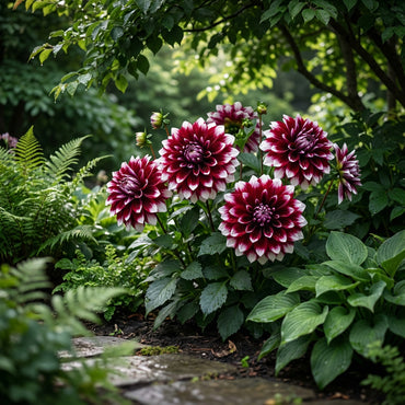 Exotic Red and White Dahlia Flower Seeds for Vibrant Planting