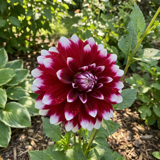 Exotic Red and White Dahlia Flower Seeds for Vibrant Planting