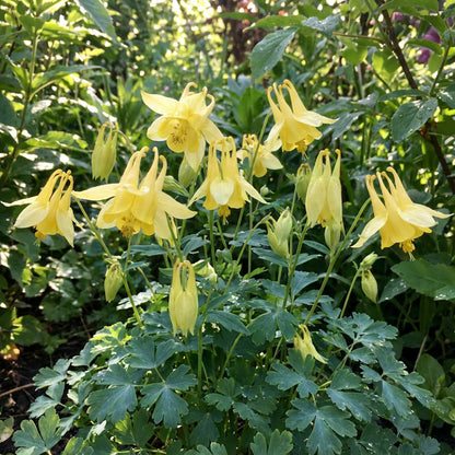Aquilegia Yellow Flower Seeds for Planting - Brighten Your Garden with Striking Blooms