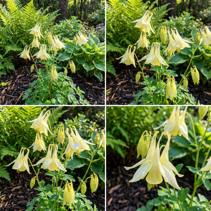 Aquilegia Yellow Flower Seeds for Planting - Brighten Your Garden with Striking Blooms