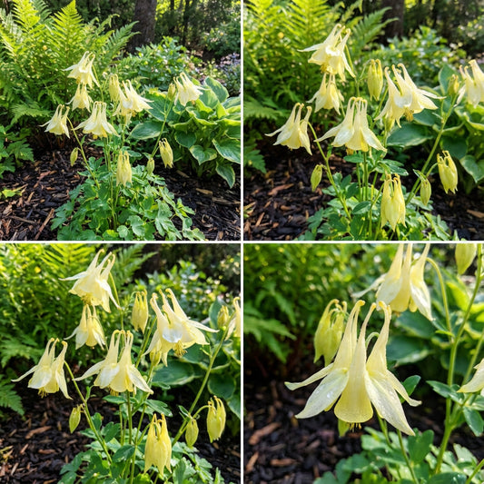 Aquilegia Yellow Flower Seeds for Planting - Brighten Your Garden with Striking Blooms