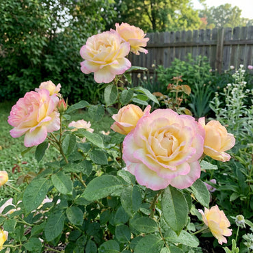 Erhellen Sie Ihren Garten mit Away-Rosenblumensamen – Gelb & Pink zum Pflanzen
