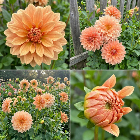 Light Orange Dahlia Seeds: Perfect for Colorful Planting