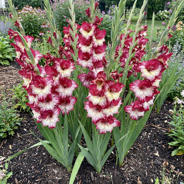 Charming Gladiolus Flower Seeds: Plant Red & White for a Dazzling Display