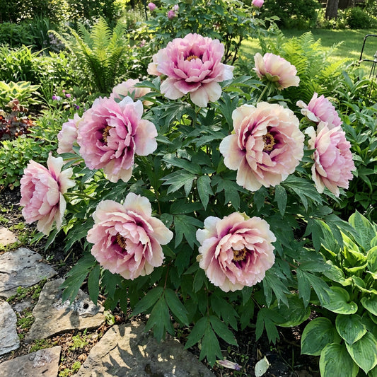 Paeonia Suffruticosa Flower Seeds Planting Guide