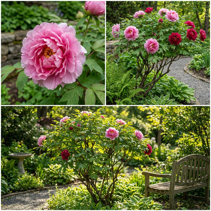 Paeonia Suffruticosa Flower Seeds Planting Guide