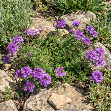Violet Moss Verbena Flower Seeds for Lush Gardens and Vibrant Planting