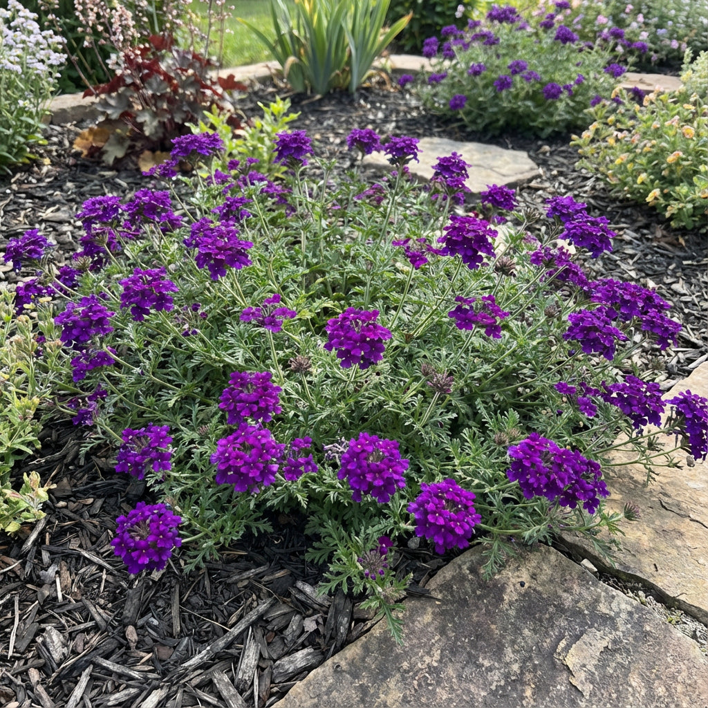 Violet Moss Verbena Flower Seeds for Lush Gardens and Vibrant Planting