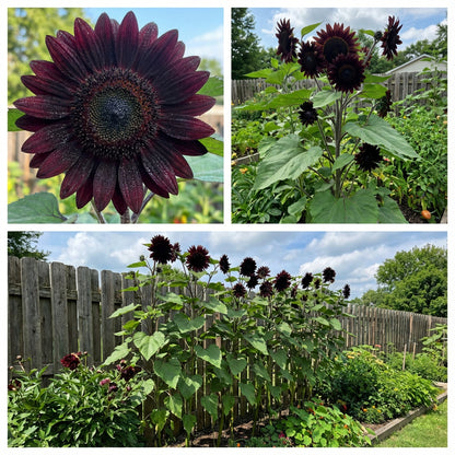 Black Giant Sunflower Seeds for Garden Planting
