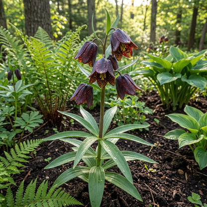 Chocolate Lily Flower Seeds Planting Guide for Lush and Elegant Blooms in Your Garden