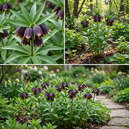 Chocolate Lily Flower Seeds Planting Guide for Lush and Elegant Blooms in Your Garden