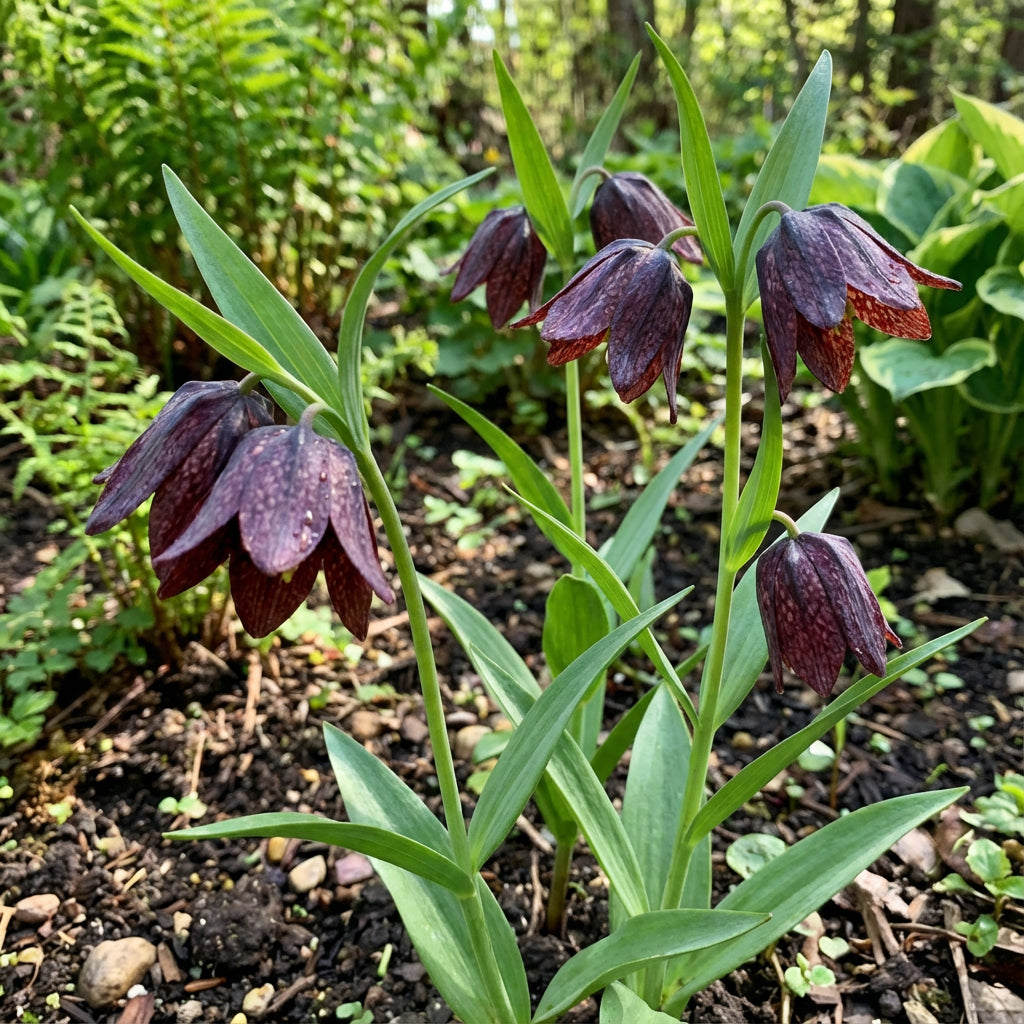 Chocolate Lily Flower Seeds Planting Guide for Lush and Elegant Blooms in Your Garden