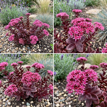 Sedum Voodoo Pink Seeds | Perennial Planting Collection