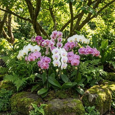 Mixed Phalaenopsis Orchid Seeds for Planting