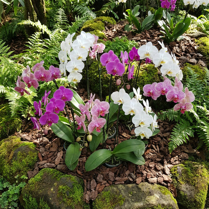 Mixed Phalaenopsis Orchid Seeds for Planting