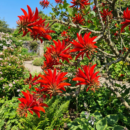 Red Coral Tree Seeds - Erythrina Corallodendron for Planting