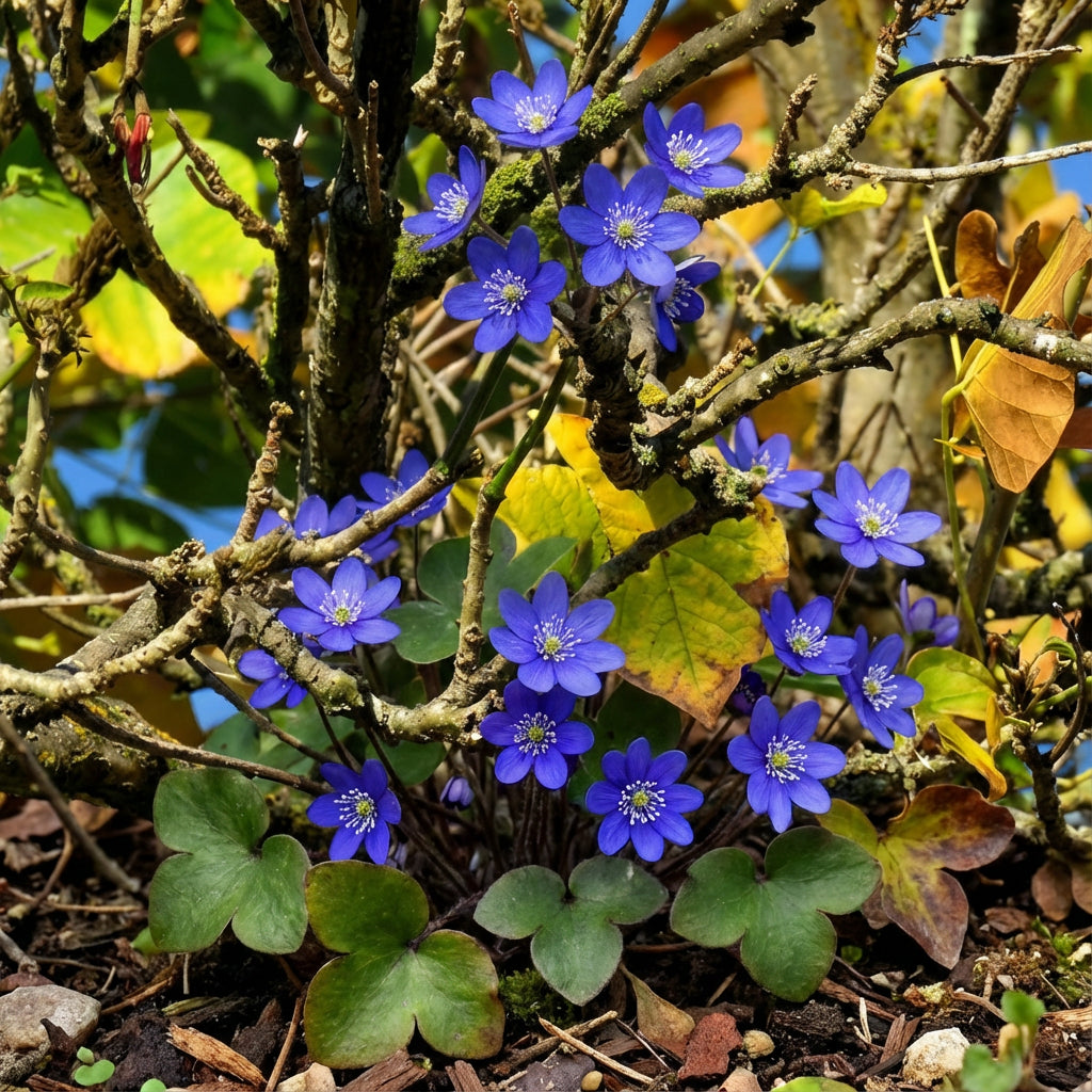Hepatica Blue Flower Seeds for Planting - Premium Collection