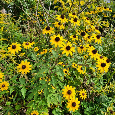 Yellow Rudbeckia Triloba Flower Planting  Seeds for Vibrant Garden Blooms and Natural Beauty Enhancement