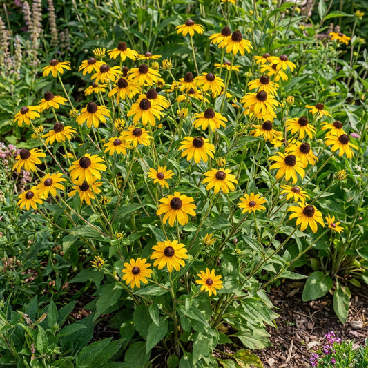 Yellow Rudbeckia Triloba Flower Planting  Seeds for Vibrant Garden Blooms and Natural Beauty Enhancement