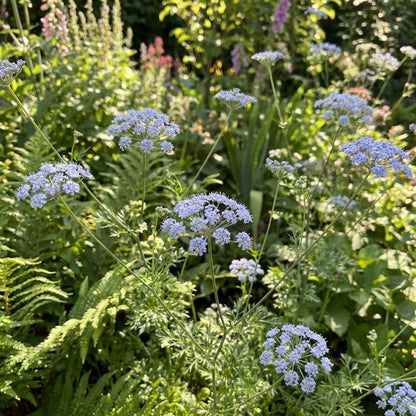 Blue Didiscus Plant Seeds - Perfect for Planting