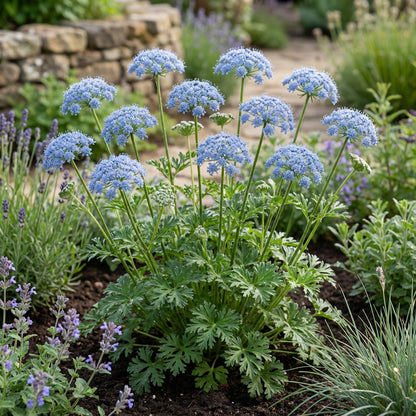 Blue Didiscus Plant Seeds - Perfect for Planting
