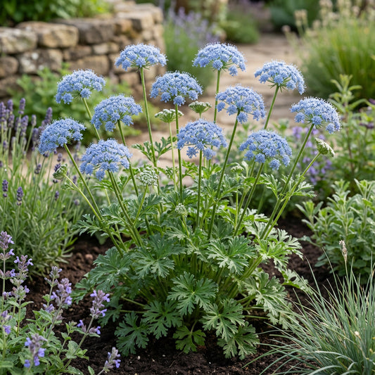 Blue Didiscus Plant Seeds - Perfect for Planting
